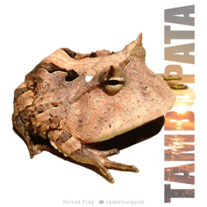 Horned Frog - Tambopata (2)