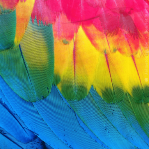 Scarlet Macaw Feather - Ara Macao