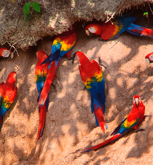 Macaw Clay Lick