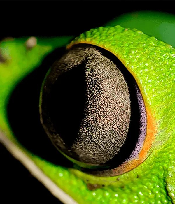 Monkey Tree Frog
